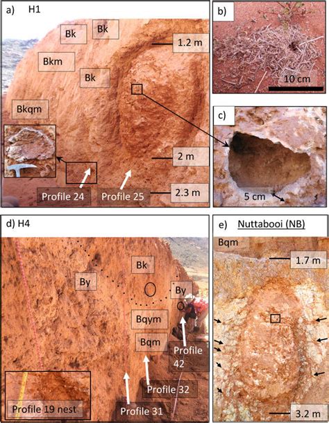 Oldest known active termite hills discovered in South Africa.